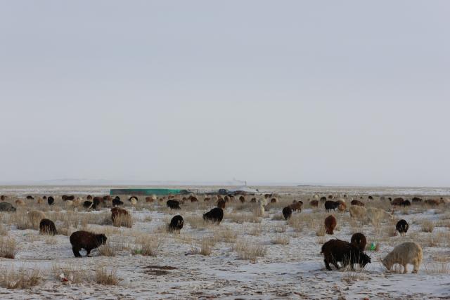 (260212) -- ULAN BATOR, Feb. 12, 2026 (Xinhua) -- Livestock are seen near a herder family in Bayan-Onjuul soum, Tuv province, Mongolia, Jan. 24, 2026. Extremely cold winter known as dzud in Mongolia has killed more than 26,300 head of livestock in January in the western provinces of Uvs, Bayan-Ulgii and Zavkhan, as well as the central province of Uvurkhangai, the country's National Statistics Office (NSO) said on Thursday.
   TO GO WITH "Cold winter kills 26,300 head of livestock in Mongolia" (Photo by Bolortsetseg/Xinhua)