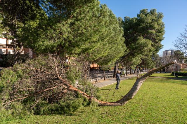 (260213) -- BARCELONA, Feb. 13, 2026 (Xinhua) -- A man stands near a large pine tree branch cracked by strong winds in Barcelona, Spain, on Feb. 12, 2026.
  Winds gusting at over 100 kilometers per hour have caused injuries, structural damage and transport disruptions in the northeastern Spanish region of Catalonia.
  The strong winds, brought by Storm Nils, are the latest in a series of extreme weather events affecting Spain since the beginning of the year. Catalonia was placed on red alert, with schools and colleges closed as a precaution.
  By midday Thursday, nearly 100 flights had been canceled at Barcelona's El Prat Airport, while dozens of incoming flights were diverted to other airports. (Photo by Joan Gosa/Xinhua)