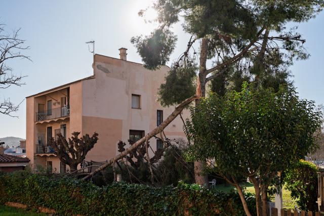 (260213) -- BARCELONA, Feb. 13, 2026 (Xinhua) -- A large pine tree branch is seen cracked by strong winds in Palleja, Spain, on Feb. 12, 2026.
  Winds gusting at over 100 kilometers per hour have caused injuries, structural damage and transport disruptions in the northeastern Spanish region of Catalonia.
  The strong winds, brought by Storm Nils, are the latest in a series of extreme weather events affecting Spain since the beginning of the year. Catalonia was placed on red alert, with schools and colleges closed as a precaution.
  By midday Thursday, nearly 100 flights had been canceled at Barcelona's El Prat Airport, while dozens of incoming flights were diverted to other airports. (Photo by Joan Gosa/Xinhua)