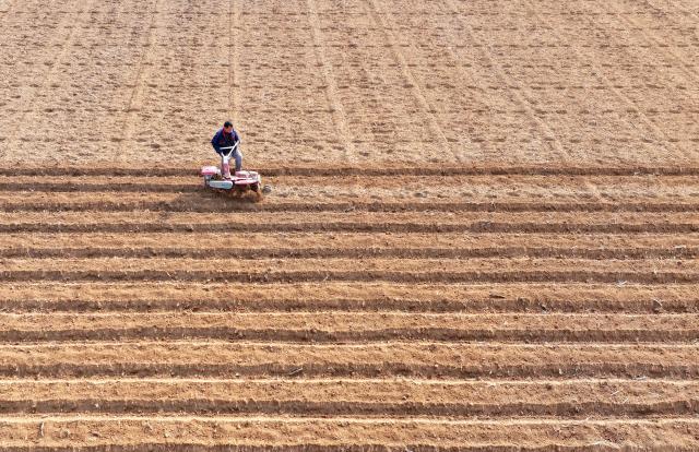(260213) -- ZAOZHUANG, Feb. 13, 2026 (Xinhua) -- This aerial photo taken on Feb. 13, 2026 shows a farmer preparing to plant potatoes in Zaozhuang, east China's Shandong Province. (Photo by Li Zongxian/Xinhua)
