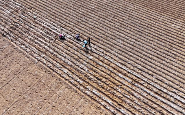(260213) -- ZAOZHUANG, Feb. 13, 2026 (Xinhua) -- This aerial photo taken on Feb. 13, 2026 shows farmers planting potatoes in Zaozhuang, east China's Shandong Province. (Photo by Li Zongxian/Xinhua)