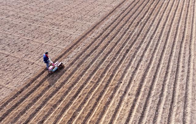 (260213) -- ZAOZHUANG, Feb. 13, 2026 (Xinhua) -- This aerial photo taken on Feb. 13, 2026 shows a farmer preparing to plant potatoes in Zaozhuang, east China's Shandong Province. (Photo by Li Zongxian/Xinhua)