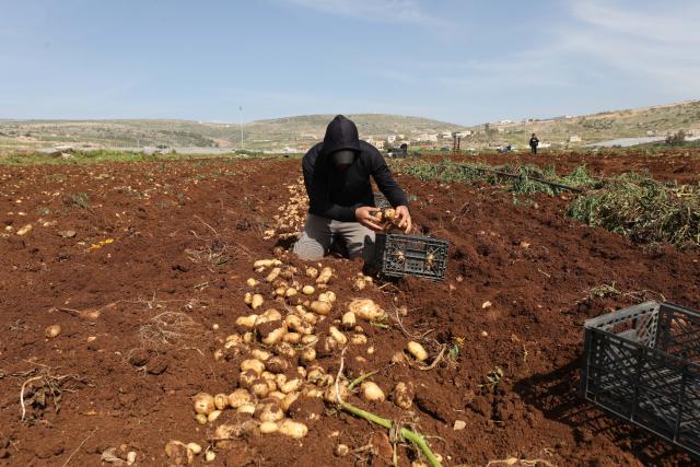 (260213) -- TUBAS, Feb. 13, 2026 (Xinhua) -- A Palestinian farmer harvests potatoes at Al Far'a camp, southwest of Tubas city in the West Bank, on Feb. 12, 2026. (Photo by Nidal Eshtayeh/Xinhua)