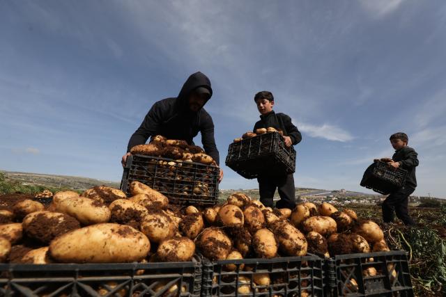 (260213) -- TUBAS, Feb. 13, 2026 (Xinhua) -- Palestinian farmers harvest potatoes at Al Far'a camp, southwest of Tubas city in the West Bank, on Feb. 12, 2026. (Photo by Nidal Eshtayeh/Xinhua)