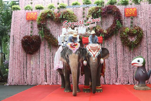 (260214) -- PATTAYA, Feb. 14, 2026 (Xinhua) -- A couple poses for a photo on an elephant during a mass wedding ceremony at Nong Nooch Tropical Garden in Pattaya, Thailand, Feb. 14, 2026. (Xinhua/Rachen Sageamsak)