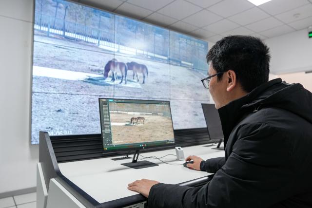 (260214) -- LANZHOU, Feb. 14, 2026 (Xinhua) -- A staff member monitors Przewalski's horses at the Przewalski's horses breeding base of the Gansu Endangered Animal Protection Center in Wuwei City, northwest China's Gansu Province, Feb. 3, 2026. (Xinhua/Lang Bingbing)