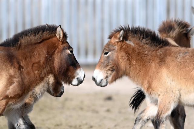 (260214) -- LANZHOU, Feb. 14, 2026 (Xinhua) -- Przewalski's horses are seen at the Przewalski's horses breeding base of the Gansu Endangered Animal Protection Center in Wuwei City, northwest China's Gansu Province, Feb. 3, 2026. (Xinhua/Chen Bin)