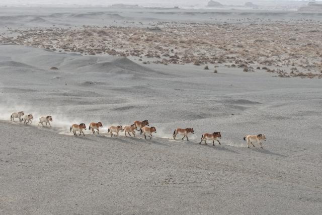 (260214) -- LANZHOU, Feb. 14, 2026 (Xinhua) -- An aerial drone photo taken on Feb. 5, 2026 shows a herd of Przewalski's horses running at the Dunhuang West Lake National Nature Reserve in Dunhuang, northwest China's Gansu Province. (Xinhua/Lang Bingbing)