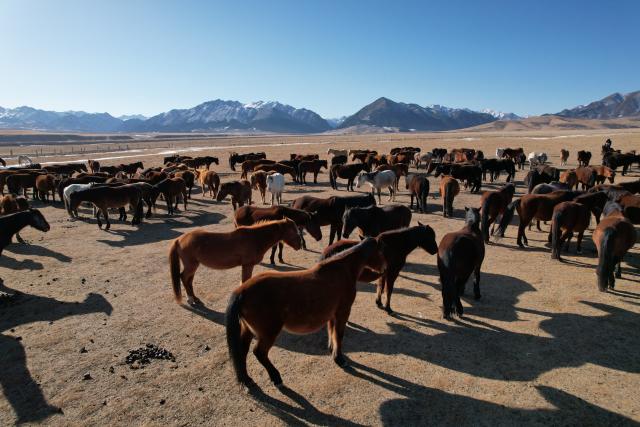 (260214) -- LANZHOU, Feb. 14, 2026 (Xinhua) -- A drone photo shows a herd of horses at the Shandan Horse Breeding Farm in northwest China's Gansu Province, Jan. 23, 2026. (Xinhua/Fan Peishen)