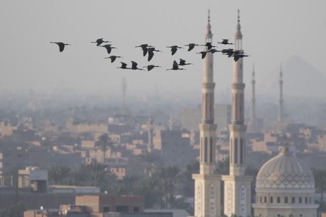 (260214) -- CAIRO, Feb. 14, 2026 (Xinhua) -- Migratory birds fly above Giza, Eygpt, on Feb. 13, 2026. (Xinhua/Liu Minhao)
