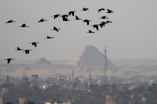 (260214) -- CAIRO, Feb. 14, 2026 (Xinhua) -- Migratory birds fly above Giza, Eygpt, on Feb. 13, 2026. (Xinhua/Liu Minhao)