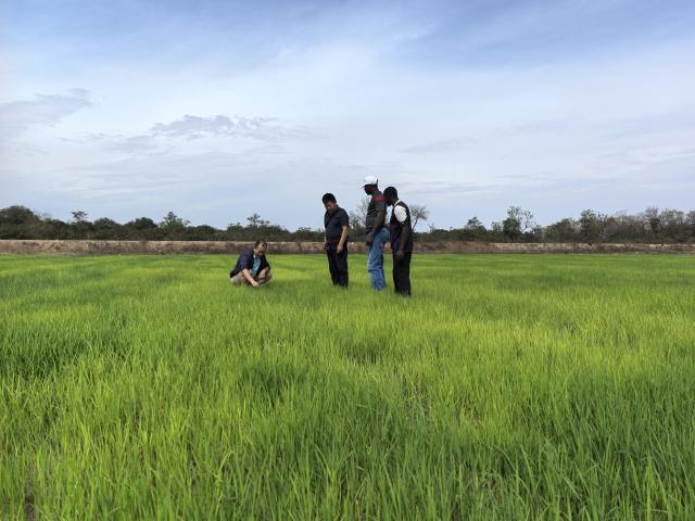(260215) -- DAKAR, Feb. 15, 2026 (Xinhua) -- Chinese agricultural experts and local staff members check rice growth at Carantaba Farm in northeastern Guinea-Bissau, on Feb. 11, 2026. TO GO WITH "Feature: Chinese experts save rice harvest in Guinea-Bissau after pump failure" (The 12th Chinese Agricultural Technical Assistance Mission in Guinea-Bissau/Handout via Xinhua)