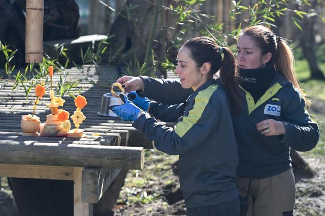 (260215) -- MADRID, Feb. 15, 2026 (Xinhua) -- Staff members prepare a special New Year treat for giant pandas at the Madrid Zoo in Madrid, Spain, on Feb. 14, 2026. The Madrid Zoo held celebrations for the Chinese New Year, featuring lion dance performances, Chinese shadow puppetry and calligraphy workshops. (Photo by Gustavo Valiente/Xinhua)