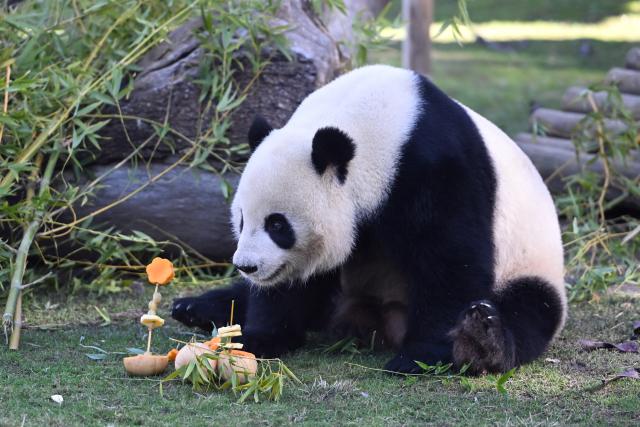 (260215) -- MADRID, Feb. 15, 2026 (Xinhua) -- Giant panda Jin Xi enjoys a special New Year treat at the Madrid Zoo in Madrid, Spain, on Feb. 14, 2026. The Madrid Zoo held celebrations for the Chinese New Year, featuring lion dance performances, Chinese shadow puppetry and calligraphy workshops. (Photo by Gustavo Valiente/Xinhua)