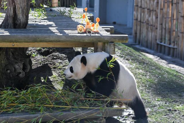 (260215) -- MADRID, Feb. 15, 2026 (Xinhua) -- Giant panda Zhu Yu enjoys a special New Year treat at the Madrid Zoo in Madrid, Spain, on Feb. 14, 2026. The Madrid Zoo held celebrations for the Chinese New Year, featuring lion dance performances, Chinese shadow puppetry and calligraphy workshops. (Photo by Gustavo Valiente/Xinhua)