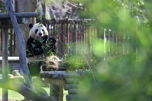 (260215) -- MADRID, Feb. 15, 2026 (Xinhua) -- Giant panda Jin Xi eats bamboo at the Madrid Zoo in Madrid, Spain, on Feb. 14, 2026. The Madrid Zoo held celebrations for the Chinese New Year, featuring lion dance performances, Chinese shadow puppetry and calligraphy workshops. (Photo by Gustavo Valiente/Xinhua)