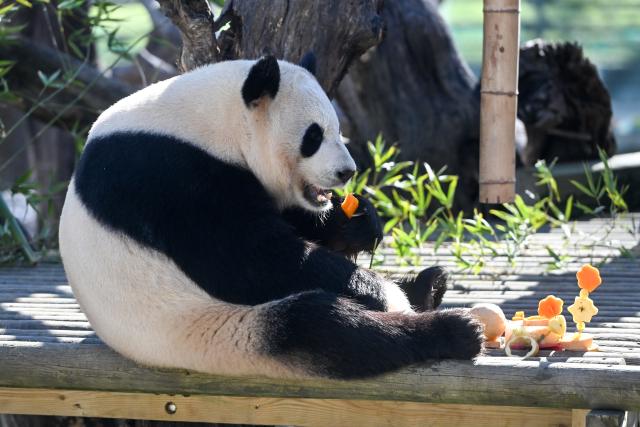 (260215) -- MADRID, Feb. 15, 2026 (Xinhua) -- Giant panda Zhu Yu enjoys a special New Year treat at the Madrid Zoo in Madrid, Spain, on Feb. 14, 2026. The Madrid Zoo held celebrations for the Chinese New Year, featuring lion dance performances, Chinese shadow puppetry and calligraphy workshops. (Photo by Gustavo Valiente/Xinhua)