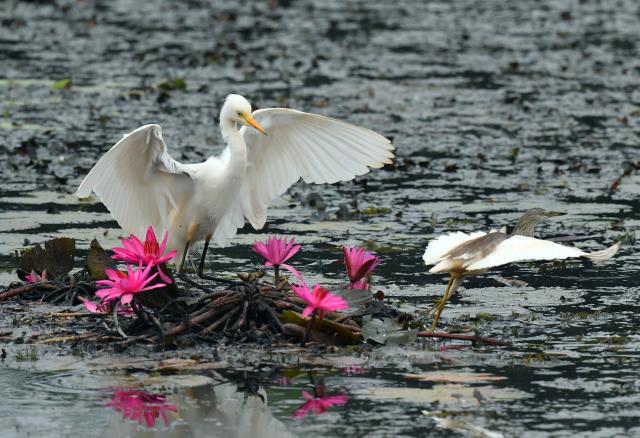(260215) -- COLOMBO, Feb. 15, 2026 (Xinhua) -- A great egret is pictured in a wetland area near Colombo, Sri Lanka, on Feb. 15, 2026. (Photo by Ajith Perera/Xinhua)