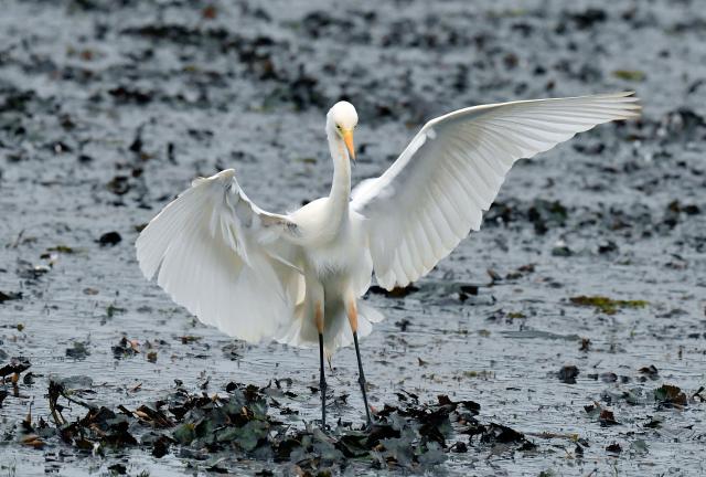 (260215) -- COLOMBO, Feb. 15, 2026 (Xinhua) -- A great egret is pictured in a wetland area near Colombo, Sri Lanka, on Feb. 15, 2026. (Photo by Ajith Perera/Xinhua)