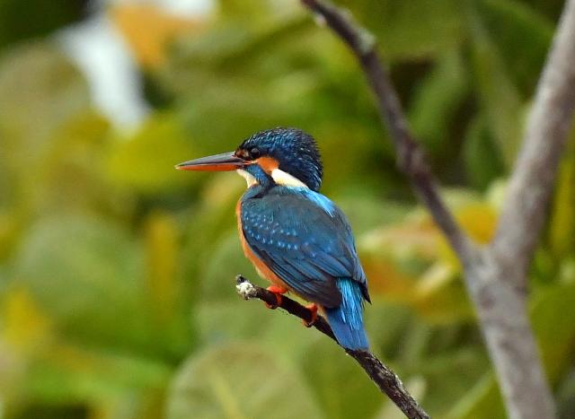 (260215) -- COLOMBO, Feb. 15, 2026 (Xinhua) -- A kingfisher is pictured in a wetland area near Colombo, Sri Lanka, on Feb. 15, 2026. (Photo by Ajith Perera/Xinhua)