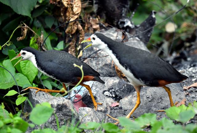 (260215) -- COLOMBO, Feb. 15, 2026 (Xinhua) -- White-breasted waterhens are pictured in a wetland area near Colombo, Sri Lanka, on Feb. 15, 2026. (Photo by Ajith Perera/Xinhua)