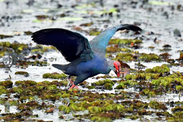 (260215) -- COLOMBO, Feb. 15, 2026 (Xinhua) -- A gray-headed swamphen is pictured in a wetland area near Colombo, Sri Lanka, on Feb. 15, 2026. (Photo by Ajith Perera/Xinhua)