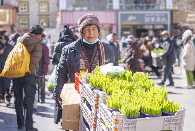 (260215) -- LHASA, Feb. 15, 2026 (Xinhua) -- A vendor sells highland barley seedlings at a market in Lhasa, southwest China's Xizang Autonomous Region, Feb. 15, 2026. With the Spring Festival and the Tibetan New Year right around the corner, market places in Lhasa receive a surge of customers buying goods needed for the holidays. (Xinhua/Tenzin Nyida)