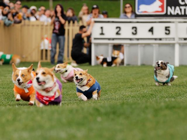 (260216) -- ARCADIA, Feb. 16, 2026 (Xinhua) -- Corgi dogs race during the Winter Corgi Nationals championship at Santa Anita Park in Arcadia, California, the United States, Feb. 15, 2026. (Photo by Qiu Chen/Xinhua)