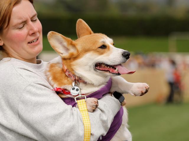 (260216) -- ARCADIA, Feb. 16, 2026 (Xinhua) -- A corgi owner with her dog waits to attend a race during the Winter Corgi Nationals championship at Santa Anita Park in Arcadia, California, the United States, Feb. 15, 2026. (Photo by Qiu Chen/Xinhua)