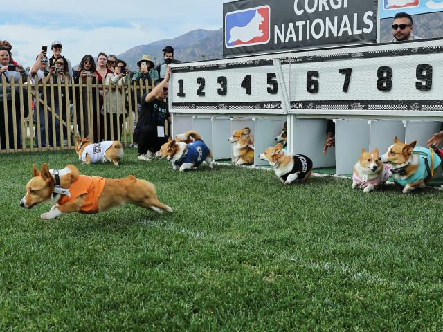 (260216) -- ARCADIA, Feb. 16, 2026 (Xinhua) -- Corgi dogs race during the Winter Corgi Nationals championship at Santa Anita Park in Arcadia, California, the United States, Feb. 15, 2026. (Photo by Qiu Chen/Xinhua)