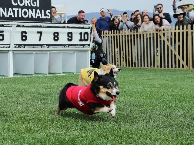 (260216) -- ARCADIA, Feb. 16, 2026 (Xinhua) -- Corgi dogs race during the Winter Corgi Nationals championship at Santa Anita Park in Arcadia, California, the United States, Feb. 15, 2026. (Photo by Qiu Chen/Xinhua)