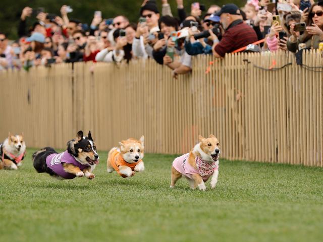 (260216) -- ARCADIA, Feb. 16, 2026 (Xinhua) -- Corgi dogs race during the Winter Corgi Nationals championship at Santa Anita Park in Arcadia, California, the United States, Feb. 15, 2026. (Photo by Qiu Chen/Xinhua)