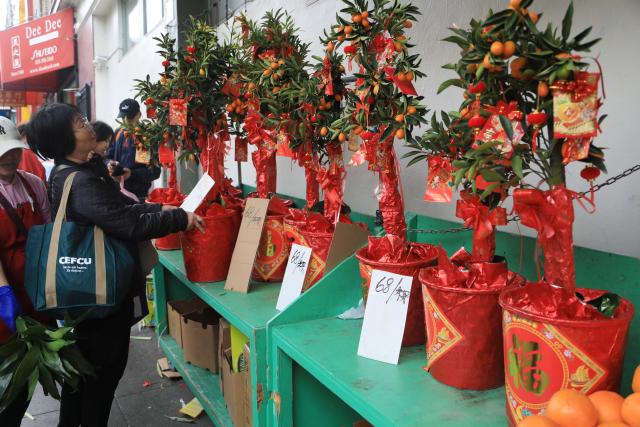 (260216) -- SAN FRANCISCO, Feb. 16, 2026 (Xinhua) -- A visitor selects potted plants at the Chinatown Flower Market Fair 2026 in San Francisco, the United States, Feb. 15, 2026.
  The 2-day event concluded here on Sunday. (Photo by Liu Yilin/Xinhua)