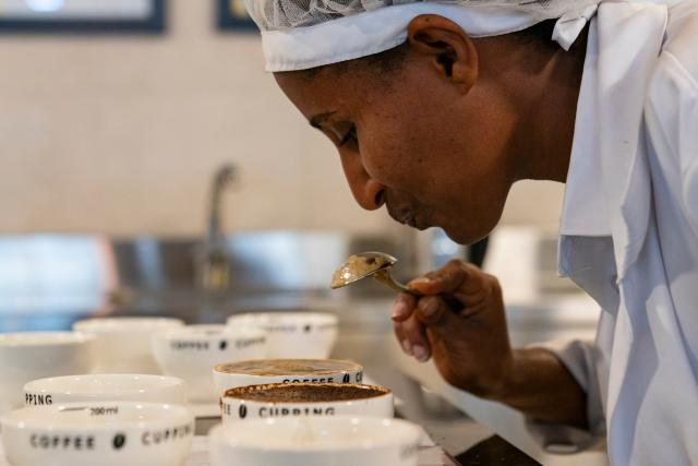 (260216) -- ADDIS ABABA, Feb. 16, 2026 (Xinhua) -- A worker checks the flavor of coffee at a coffee processing plant in Addis Ababa, Ethiopia, Feb. 13, 2026.
  Regarded as the origin of Arabica coffee, Ethiopia is one of Africa's largest producers and exporters of the commodity. Coffee production is seen as the backbone of the country's agriculture-led economy.
  Widely recognized for its quality and rich flavors, ranging from winy to fruity and chocolatey, the country's coffee has been in great demand across the globe. (Xinhua/Xie Jianfei)