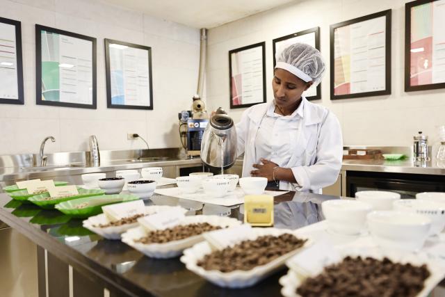 (260216) -- ADDIS ABABA, Feb. 16, 2026 (Xinhua) -- A staff member checks coffee cups at a coffee processing plant in Addis Ababa, Ethiopia, Feb. 13, 2026.
  Regarded as the origin of Arabica coffee, Ethiopia is one of Africa's largest producers and exporters of the commodity. Coffee production is seen as the backbone of the country's agriculture-led economy.
  Widely recognized for its quality and rich flavors, ranging from winy to fruity and chocolatey, the country's coffee has been in great demand across the globe. (Xinhua/Geng Xinning)