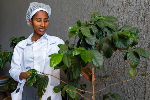 (260216) -- ADDIS ABABA, Feb. 16, 2026 (Xinhua) -- A worker briefs on coffee trees at a coffee processing plant in Addis Ababa, Ethiopia, Feb. 13, 2026.
  Regarded as the origin of Arabica coffee, Ethiopia is one of Africa's largest producers and exporters of the commodity. Coffee production is seen as the backbone of the country's agriculture-led economy.
  Widely recognized for its quality and rich flavors, ranging from winy to fruity and chocolatey, the country's coffee has been in great demand across the globe. (Xinhua/Xie Jianfei)