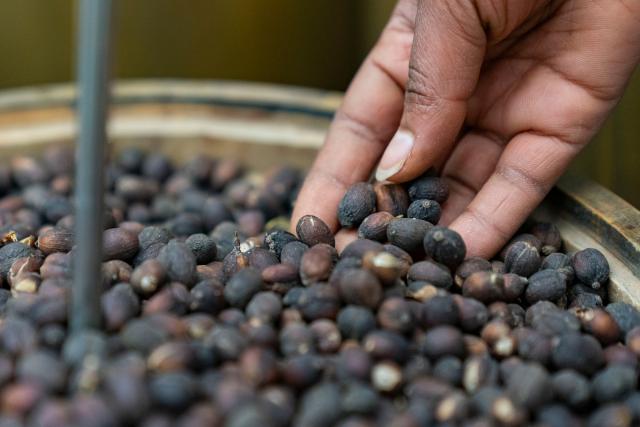 (260216) -- ADDIS ABABA, Feb. 16, 2026 (Xinhua) -- A worker checks coffee beans at a coffee processing plant in Addis Ababa, Ethiopia, Feb. 13, 2026.
  Regarded as the origin of Arabica coffee, Ethiopia is one of Africa's largest producers and exporters of the commodity. Coffee production is seen as the backbone of the country's agriculture-led economy.
  Widely recognized for its quality and rich flavors, ranging from winy to fruity and chocolatey, the country's coffee has been in great demand across the globe. (Xinhua/Xie Jianfei)