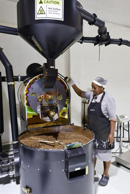 (260216) -- ADDIS ABABA, Feb. 16, 2026 (Xinhua) -- A worker operates a coffee roaster at a coffee processing plant in Addis Ababa, Ethiopia, Feb. 13, 2026.
  Regarded as the origin of Arabica coffee, Ethiopia is one of Africa's largest producers and exporters of the commodity. Coffee production is seen as the backbone of the country's agriculture-led economy.
  Widely recognized for its quality and rich flavors, ranging from winy to fruity and chocolatey, the country's coffee has been in great demand across the globe. (Xinhua/Geng Xinning)