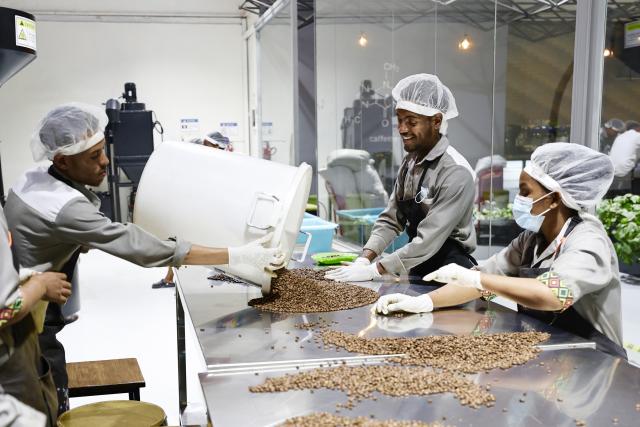 (260216) -- ADDIS ABABA, Feb. 16, 2026 (Xinhua) -- Workers sort coffee beans at a coffee processing plant in Addis Ababa, Ethiopia, Feb. 13, 2026.
  Regarded as the origin of Arabica coffee, Ethiopia is one of Africa's largest producers and exporters of the commodity. Coffee production is seen as the backbone of the country's agriculture-led economy.
  Widely recognized for its quality and rich flavors, ranging from winy to fruity and chocolatey, the country's coffee has been in great demand across the globe. (Xinhua/Geng Xinning)
