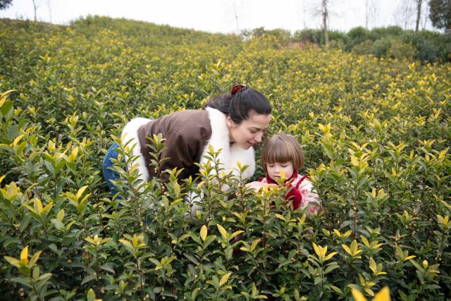 (260218) -- GUANGDE, Feb. 18, 2026 (Xinhua) -- Sasha and her daughter Maya spend time at a tea garden in Dongting Town of Guangde City, east China's Anhui Province, Jan. 29, 2026. Sasha, an equestrian from Russia, once studied in Shanghai and later went to Europe to study equestrian sports, where she met coach Vasil and eventually married him. They have a lovely daughter named Maya. In 2023, Sasha's family moved to Guangde to start a new life, as her husband Vasil was invited to teach at the Yangtze River Delta International Equestrian Center.
  "Riding has always been my favorite," Sasha said in Chinese. Sasha's family now lives near the equestrian center, where she trains daily in equestrian show jumping, takes walks with her beloved horse, and sometimes helps with horse training. Looking ahead, she hopes to participate in more equestrian competitions and to one day own her own ranch.
  Beyond the racetrack, Sasha engages in cultural activities to learn about local customs and traditions. Her daughter Maya attends a local kindergarten and has learned Chinese. Her husband Vasil's equestrian teaching is well received by students. These experiences have helped Sasha feel a sense of belonging in a place once unfamiliar to her. "Guangde is picturesque and has friendly people. Living and training here makes me feel wonderful," said Sasha. (Xinhua/Zhang Duan)