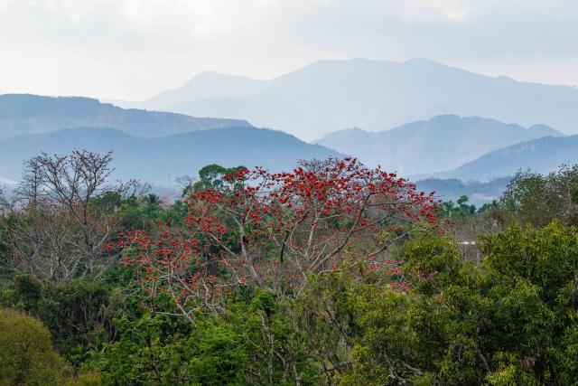 (260218) -- CHANGJIANG, Feb. 18, 2026 (Xinhua) -- Kapok flowers are pictured in Qicha Town of Changjiang Li Autonomous County, south China's Hainan Province, Feb. 15, 2026. The kapok tree, also known as the red silk-cotton tree, is a deciduous tree native to tropical and subtropical regions and is widely distributed in southern and southwestern China.
  In early spring, Changjiang enters its kapok flower blooming season. The vibrant scenery draws many visitors to experience the southern region's splendid spring landscape. (Xinhua/Pu Xiaoxu)
