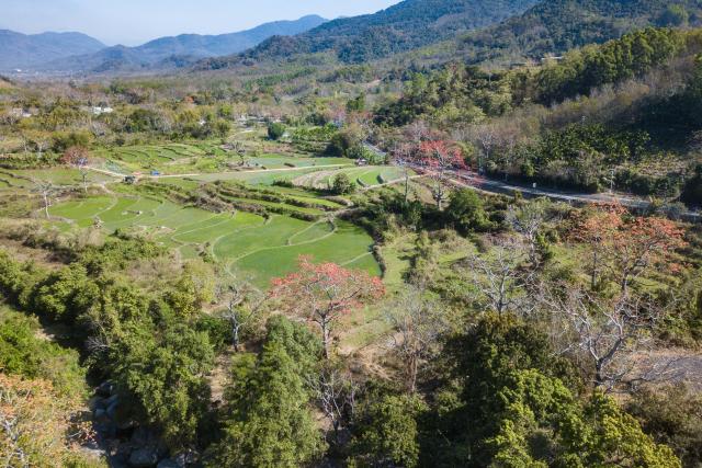 (260218) -- CHANGJIANG, Feb. 18, 2026 (Xinhua) -- An aerial drone photo taken on Feb. 16, 2026 shows the scenery of kapok trees and paddy fields in Qicha Town of Changjiang Li Autonomous County, south China's Hainan Province. The kapok tree, also known as the red silk-cotton tree, is a deciduous tree native to tropical and subtropical regions and is widely distributed in southern and southwestern China.
  In early spring, Changjiang enters its kapok flower blooming season. The vibrant scenery draws many visitors to experience the southern region's splendid spring landscape. (Xinhua/Pu Xiaoxu)