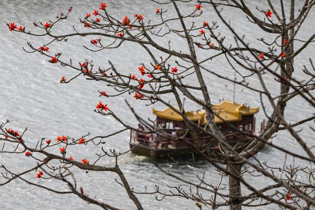 (260218) -- CHANGJIANG, Feb. 18, 2026 (Xinhua) -- This photo taken on Feb. 14, 2026 shows the scenery of kapok flowers alongside the Changhua River in Changjiang Li Autonomous County, south China's Hainan Province. The kapok tree, also known as the red silk-cotton tree, is a deciduous tree native to tropical and subtropical regions and is widely distributed in southern and southwestern China.
  In early spring, Changjiang enters its kapok flower blooming season. The vibrant scenery draws many visitors to experience the southern region's splendid spring landscape. (Xinhua/Pu Xiaoxu)