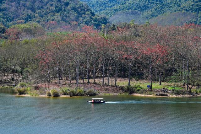 (260218) -- CHANGJIANG, Feb. 18, 2026 (Xinhua) -- Visitors take a boat trip to enjoy the scenery of kapok flowers on the Changhua River in Changjiang Li Autonomous County, south China's Hainan Province, Feb. 15, 2026. The kapok tree, also known as the red silk-cotton tree, is a deciduous tree native to tropical and subtropical regions and is widely distributed in southern and southwestern China.
  In early spring, Changjiang enters its kapok flower blooming season. The vibrant scenery draws many visitors to experience the southern region's splendid spring landscape. (Xinhua/Pu Xiaoxu)