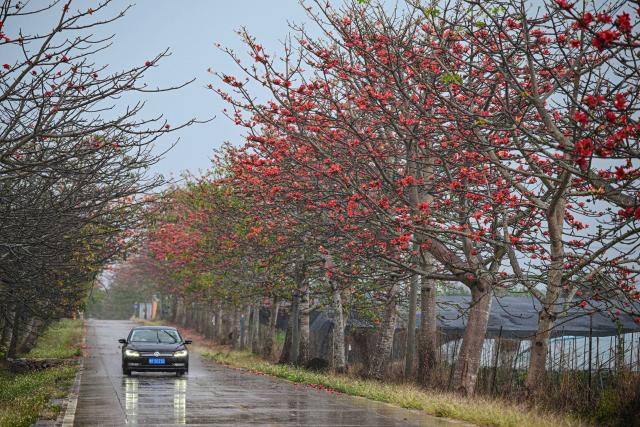 (260218) -- CHANGJIANG, Feb. 18, 2026 (Xinhua) -- Kapok flowers are pictured in Wulie Town of Changjiang Li Autonomous County, south China's Hainan Province, Feb. 17, 2026. The kapok tree, also known as the red silk-cotton tree, is a deciduous tree native to tropical and subtropical regions and is widely distributed in southern and southwestern China.
  In early spring, Changjiang enters its kapok flower blooming season. The vibrant scenery draws many visitors to experience the southern region's splendid spring landscape. (Xinhua/Pu Xiaoxu)