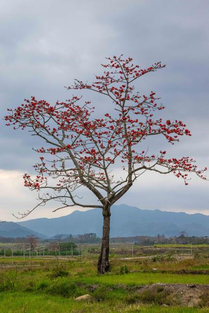 (260218) -- CHANGJIANG, Feb. 18, 2026 (Xinhua) -- A kapok tree is pictured in Qicha Town of Changjiang Li Autonomous County, south China's Hainan Province, Feb. 14, 2026. The kapok tree, also known as the red silk-cotton tree, is a deciduous tree native to tropical and subtropical regions and is widely distributed in southern and southwestern China.
  In early spring, Changjiang enters its kapok flower blooming season. The vibrant scenery draws many visitors to experience the southern region's splendid spring landscape. (Xinhua/Pu Xiaoxu)