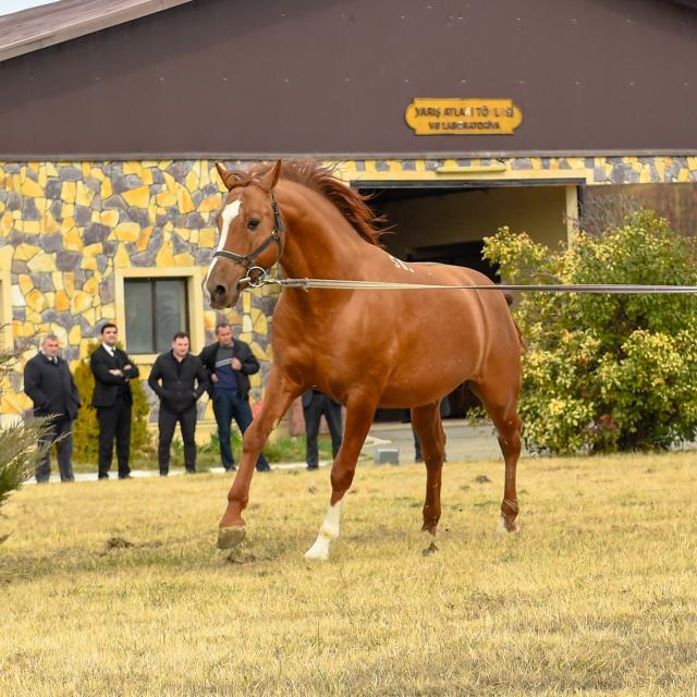 (260218) -- AGHJABADI, Feb. 18, 2026 (Xinhua) -- A Karabakh horse is pictured during a training at the Karabakh Horse Breeding and Equestrian Sports Complex near Aghjabadi, Azerbaijan, Feb. 17, 2026. The Karabakh horse, one of the world's oldest horse breeds, is recognized as a national horse breed in Azerbaijan.
   The Karabakh Horse Breeding and Equestrian Sports Complex has served as a key base for the breeding and training of the Karabakh horse. (Xinhua/Chen Junfeng)