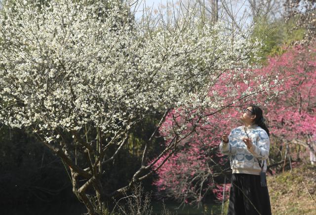 (260218) -- HANGZHOU, Feb. 18, 2026 (Xinhua) -- A visitor enjoys plum blossoms at the Xixi National Wetland Park in Hangzhou, east China's Zhejiang Province, Feb. 18, 2026. The Xixi wetland has entered the best season for viewing plum blossoms during the Spring Festival holiday. (Xinhua/Weng Xinyang)