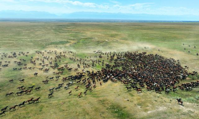 (260219) -- ZHAOSU, Feb. 19, 2026 (Xinhua) -- An aerial drone photo taken on July 19, 2025 shows horses running during a tourism festival in Zhaosu County, northwest China's Xinjiang Uygur Autonomous Region. TO GO WITH "Across China: When horses lose their old jobs, a frontier county in Xinjiang finds new ones" (Photo by Zhang Limin/Xinhua)