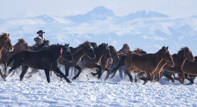 (260219) -- ZHAOSU, Feb. 19, 2026 (Xinhua) -- This photo taken on Jan. 3, 2026 shows a scene during a horse galloping performance in Zhaosu County, northwest China's Xinjiang Uygur Autonomous Region. TO GO WITH "Across China: When horses lose their old jobs, a frontier county in Xinjiang finds new ones" (Xinhua/Hu Huhu)